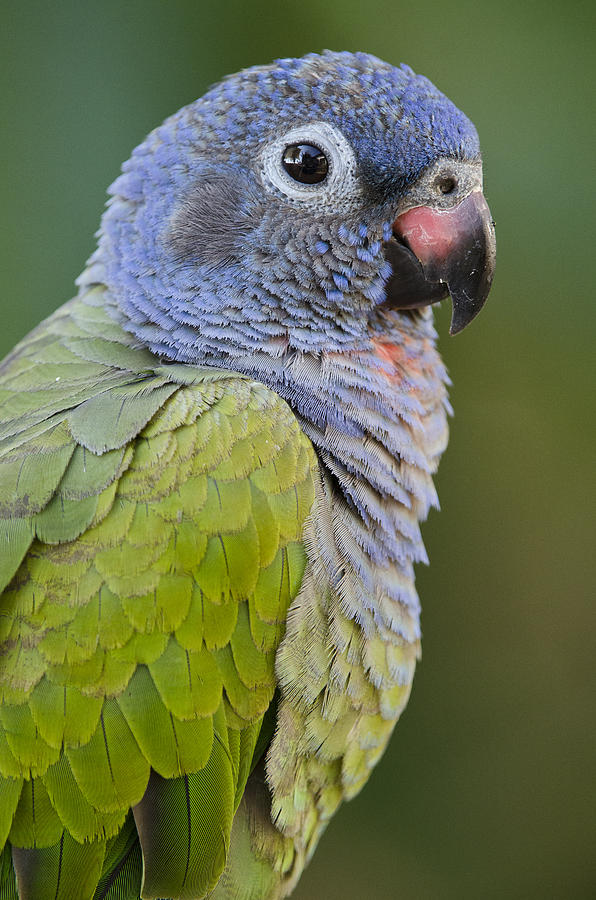Blue-headed Parrot Amazonia Ecuador Photograph by Pete  Oxford