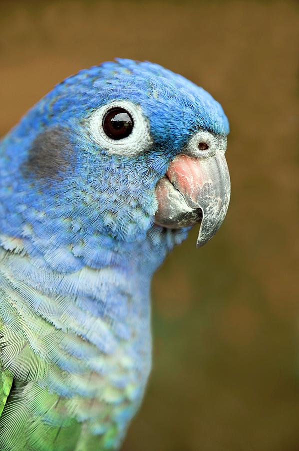 Blue-headed Parrot Photograph by Tony Camacho/science Photo Library