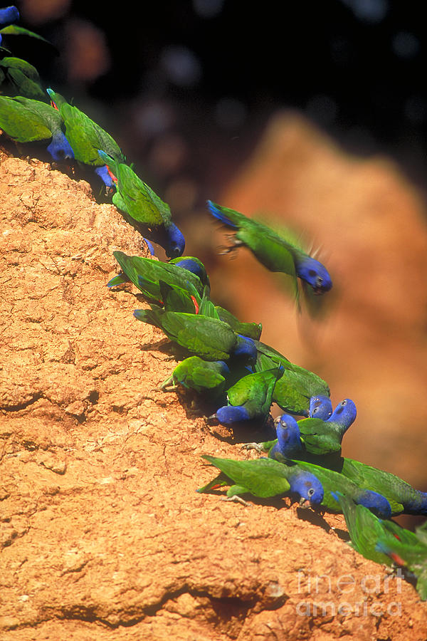 Blue-headed Parrots Photograph by Art Wolfe