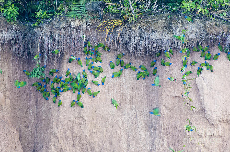 Blue-headed Parrots At Clay Lick Photograph by William H. Mullins