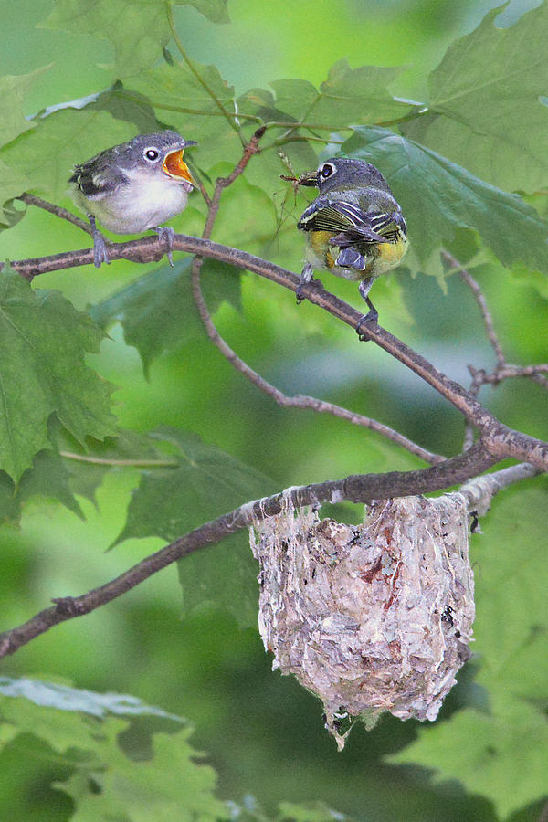 Blue-headed Vireo with Chick Photograph by Alan Lenk