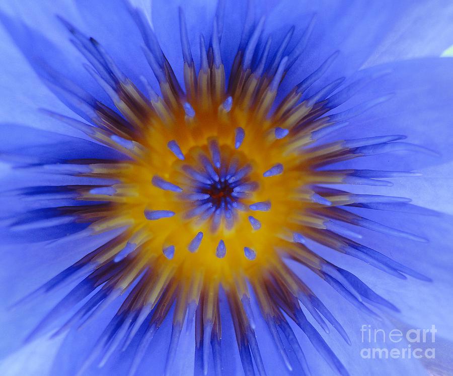Flowers Still Life Photograph - Blue Heart by Ben Yassa