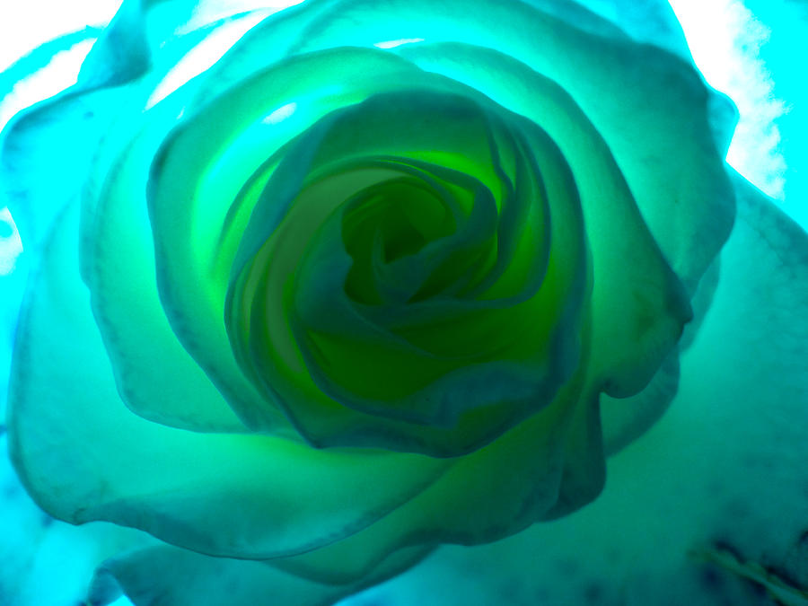 Blue Heart Rose Photograph by Megan Dotter | Fine Art America