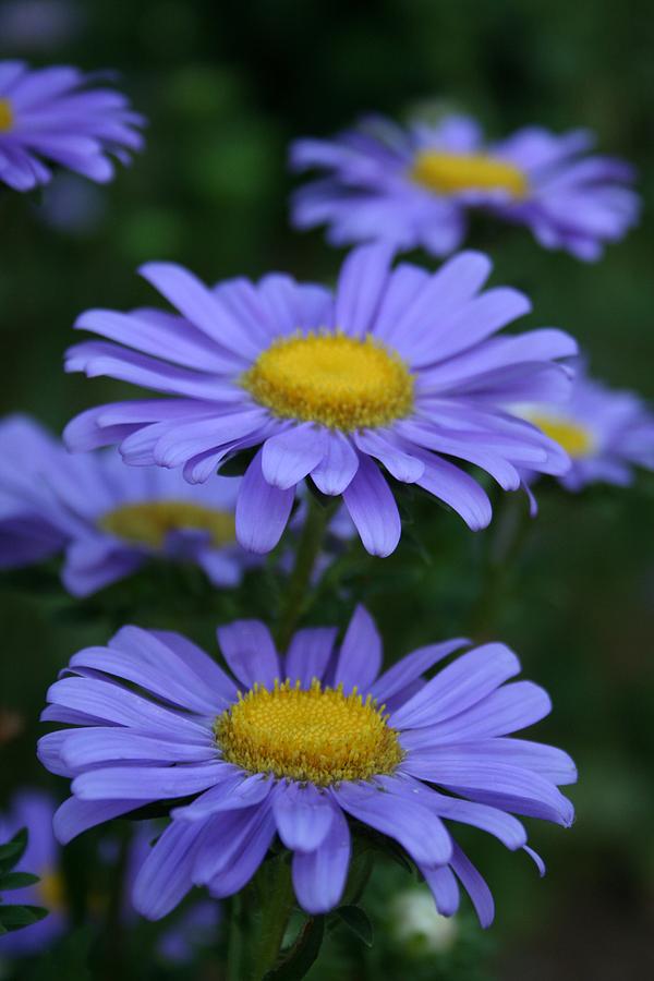 Flower Photograph - Blue by Heather Applegate