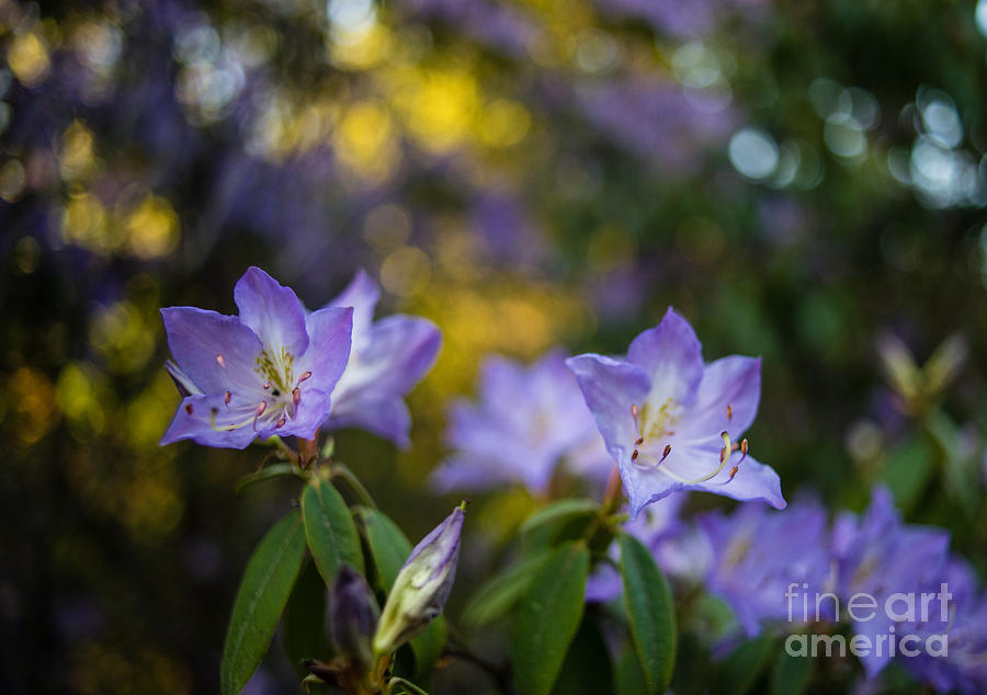 Blue Heavenly Azaleas Photograph by Mike Reid - Fine Art America
