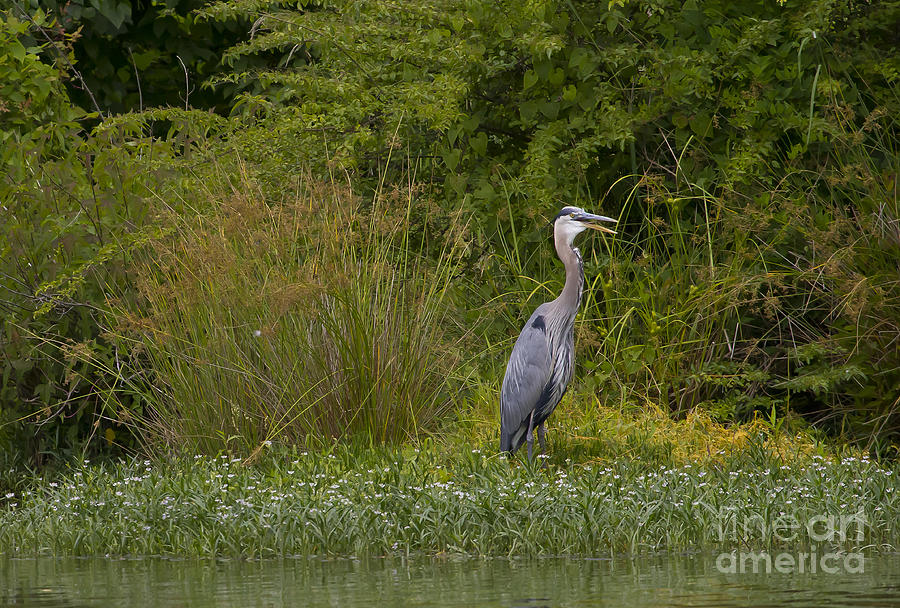 Blue Heron   #0001 Photograph by J L Woody Wooden