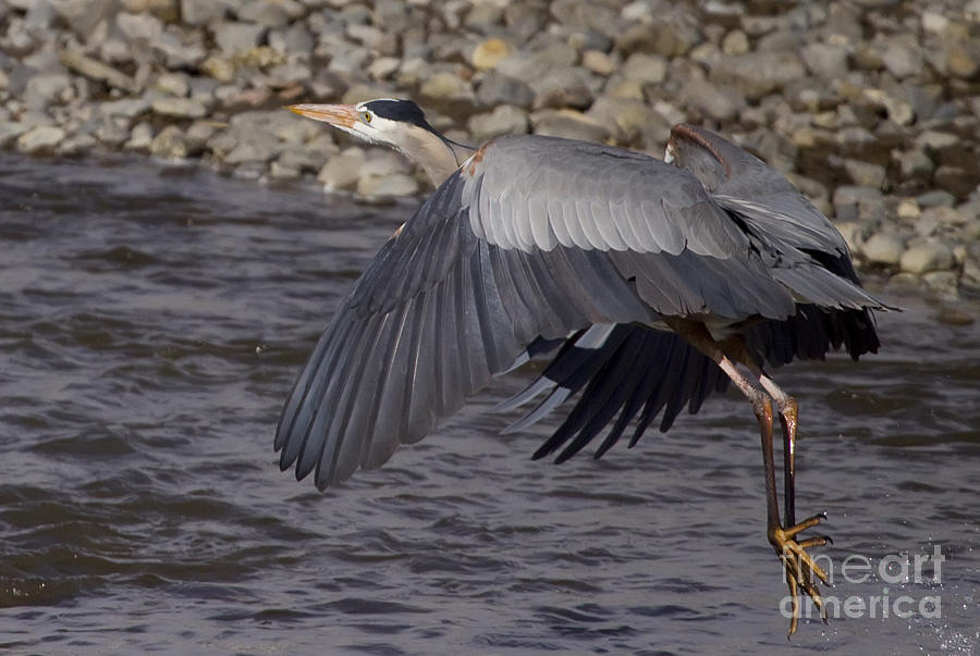 Blue Heron   #0701 Photograph by J L Woody Wooden