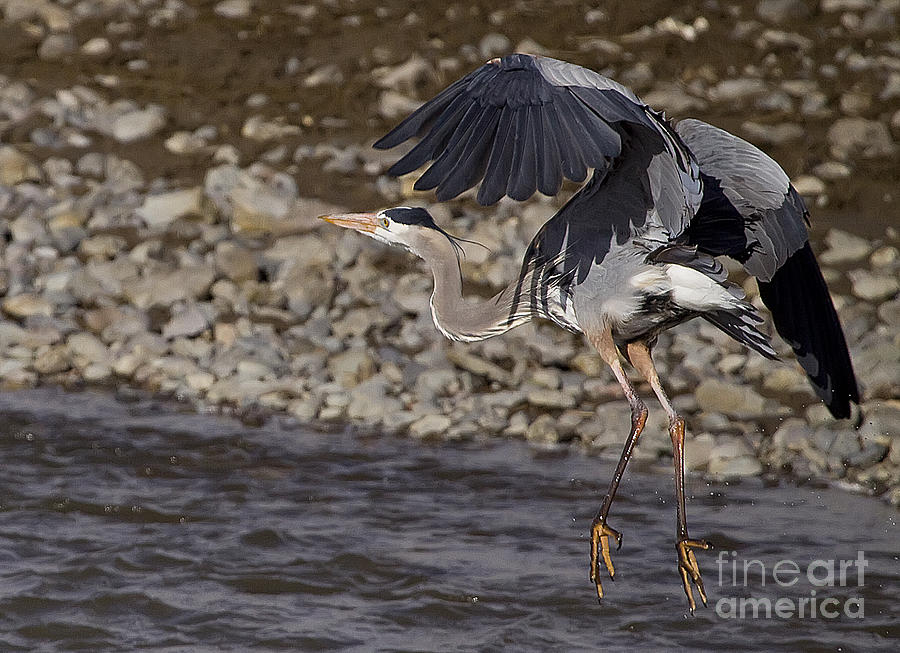 Blue Heron #0703 Photograph by J L Woody Wooden
