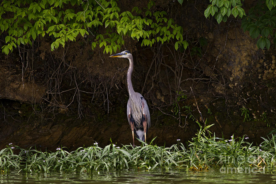 Blue Heron   #0915 Photograph by J L Woody Wooden