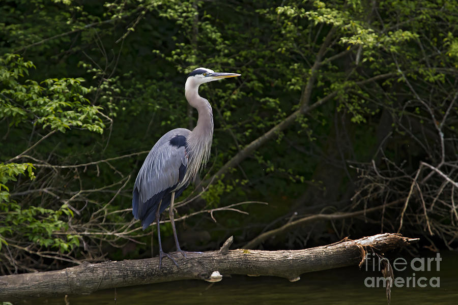 Blue  Heron   #1011 Photograph by J L Woody Wooden
