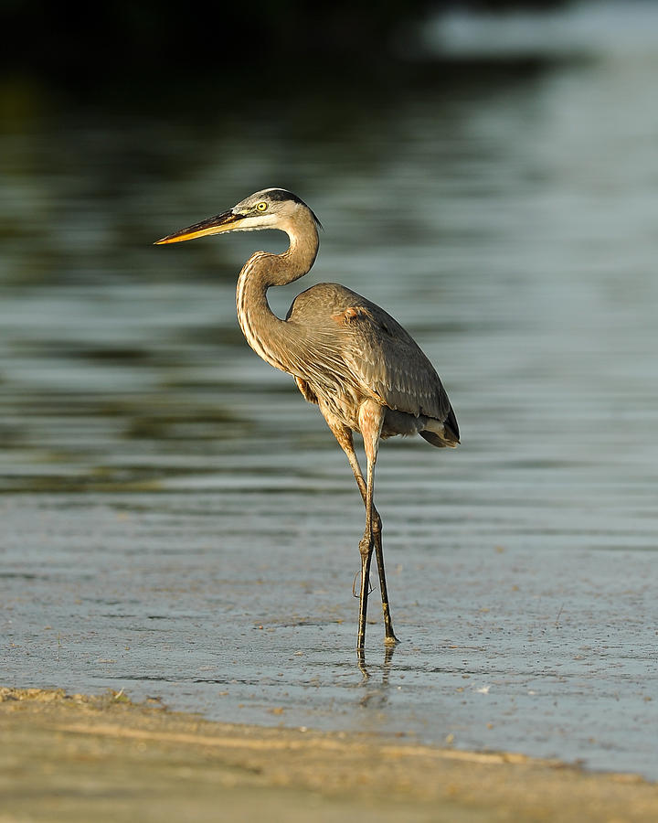 Blue Heron 3 Photograph by Geoffrey Bolte - Fine Art America