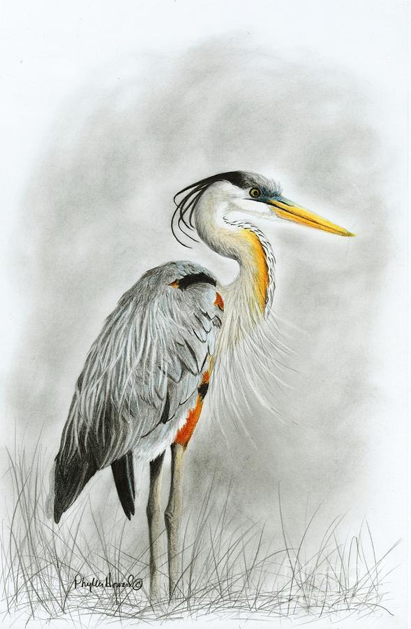 Blue Heron 3 Drawing by Phyllis Howard