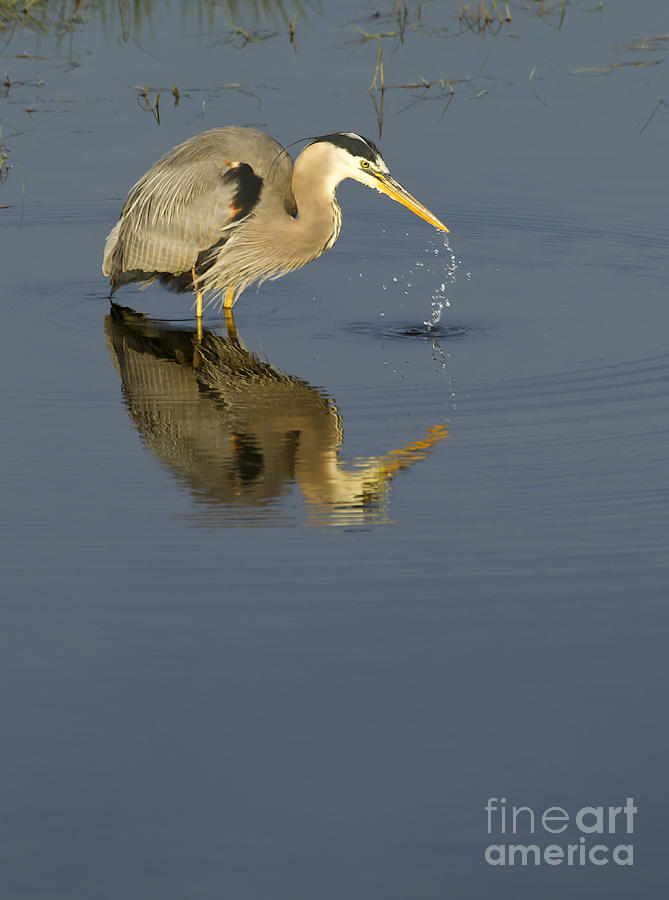 Blue Heron   #7783 Photograph by J L Woody Wooden