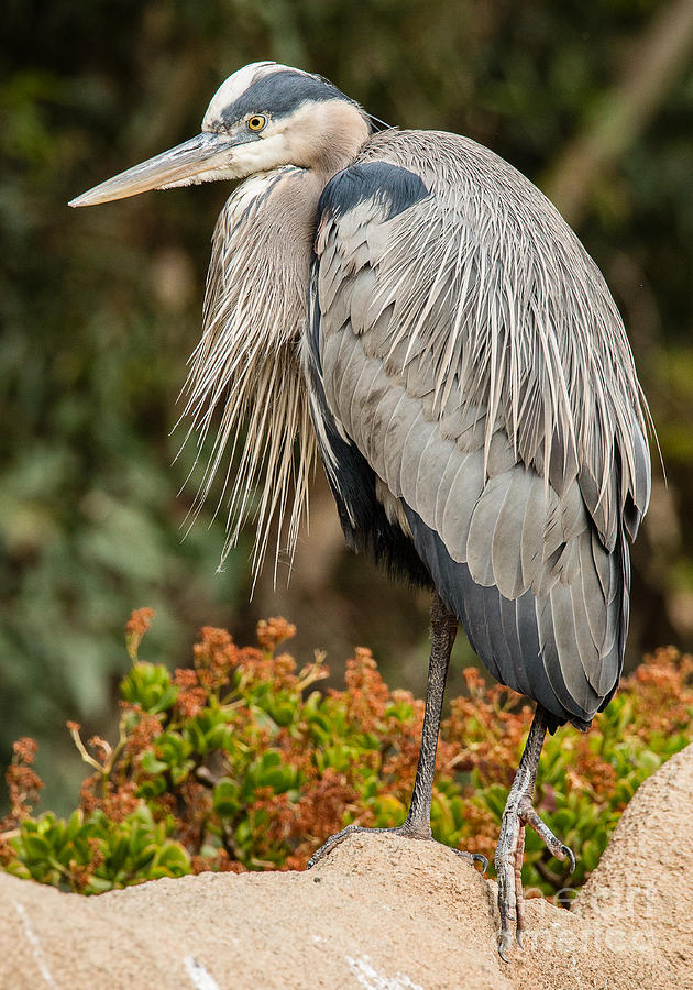 San Diego Zoo Photograph - Blue Heron A1900  by Stephen Parker