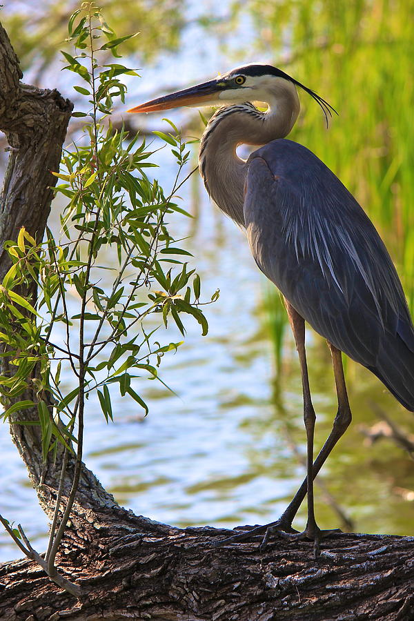 Blue Heron Photograph by Amazing Jules