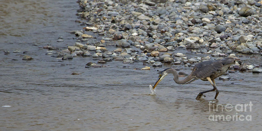 Blue Heron And Fish   #9619 Photograph by J L Woody Wooden