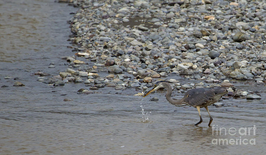 Blue Heron And Fish   #9620 Photograph by J L Woody Wooden