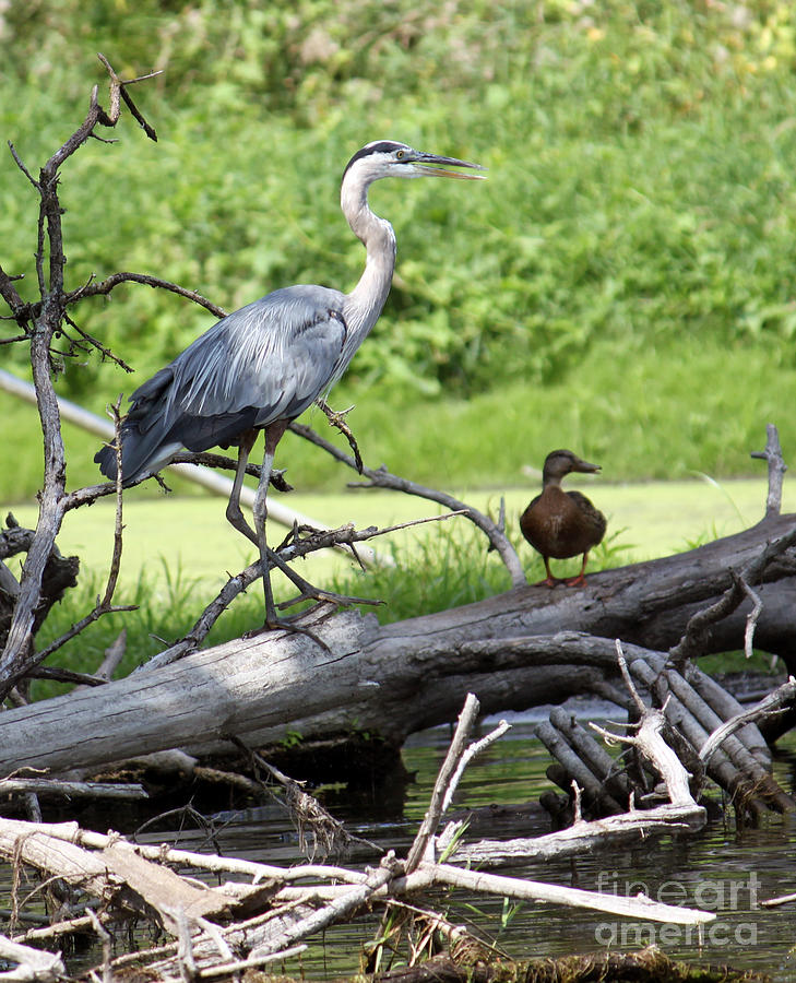 Blue Heron and Friend Photograph by Debbie Hart