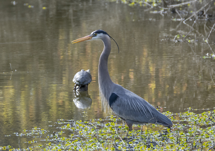 Blue Heron and Friend Photograph by Loree Johnson