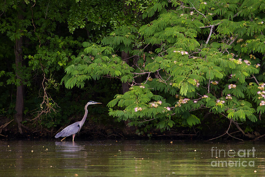 Blue Heron And Mimosa Tree   #0087 Photograph by J L Woody Wooden