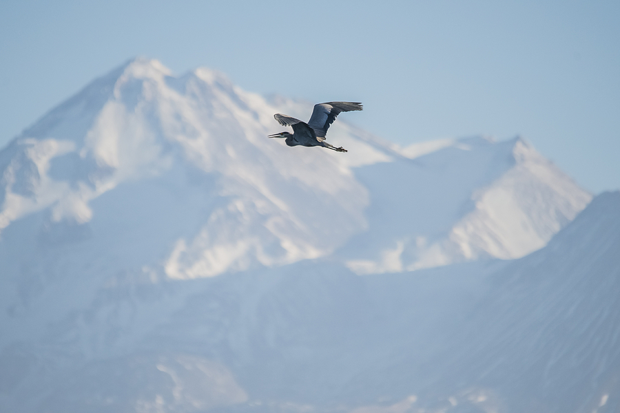Blue Heron and Mount Shasta Photograph by Loree Johnson