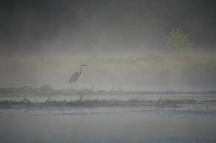 Blue Heron at Dawn Photograph by Donna Doherty