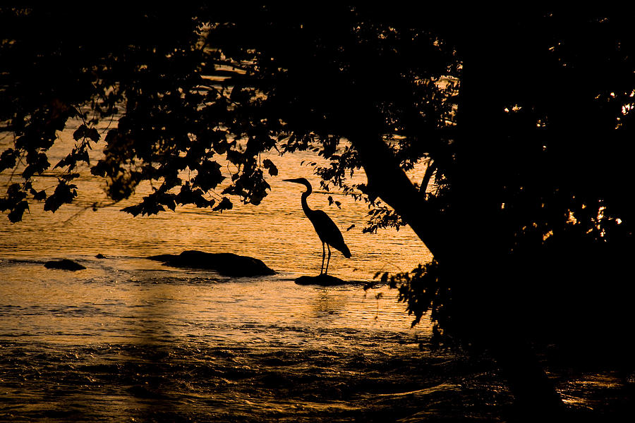Blue Heron at sunset Photograph by Andy Lawless