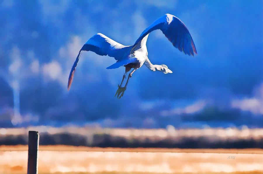Blue Heron Away Photograph by Allan Van Gasbeck