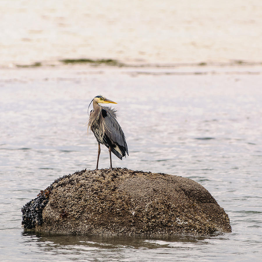 Blue Heron Beachside  Photograph by Roxy Hurtubise