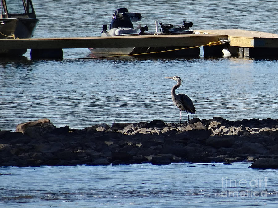 Blue Heron by the dock Photograph by Christopher Plummer