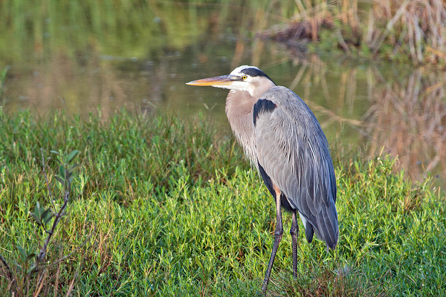 Blue Heron Photograph by Charles Aitken