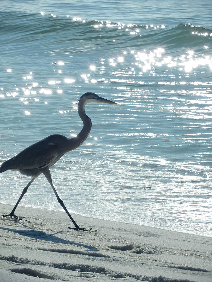 Blue Heron Photograph by Cheryl Burkhardt - Fine Art America