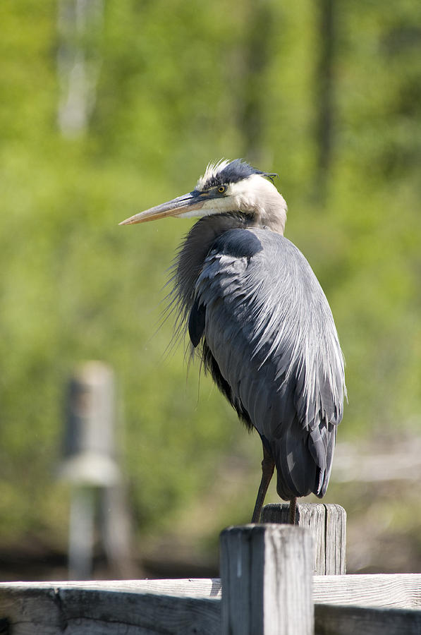 Blue Heron Photograph by David Armstrong