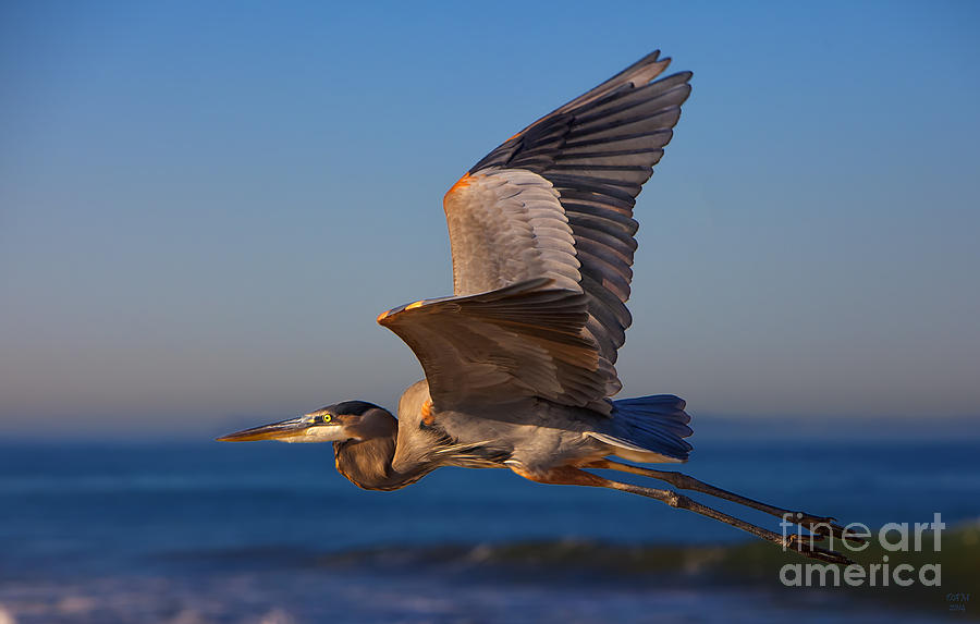 Blue Heron Photograph by David Millenheft