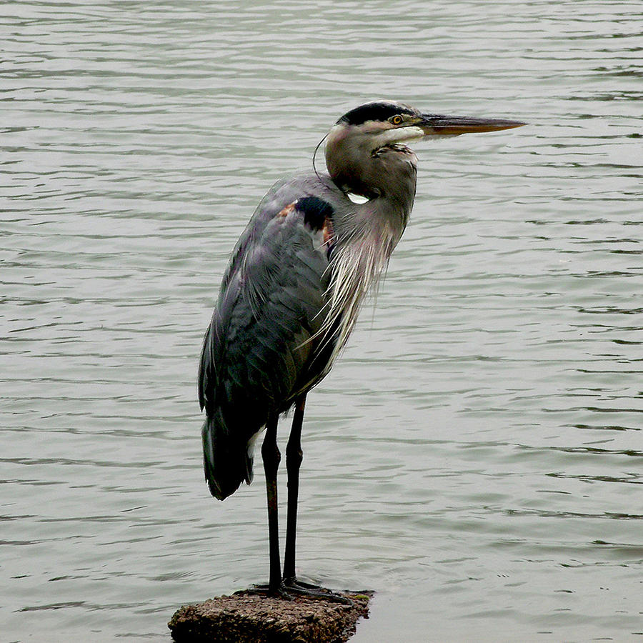 Blue Heron Photograph by Dawn Gagnon - Fine Art America