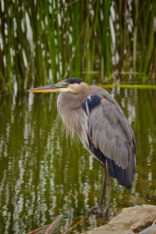 Blue Heron Photograph by Duncan Selby