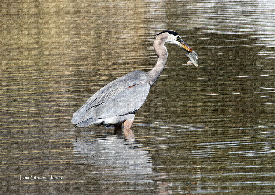 Blue Heron Eating Fish Photograph by Tom Janca