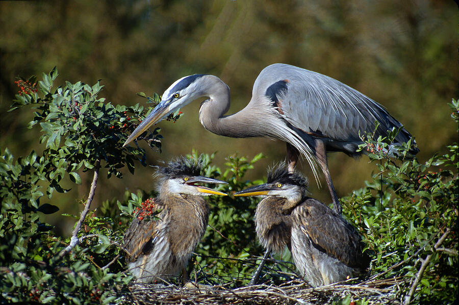 Blue Heron Family Photograph by Ram Vasudev
