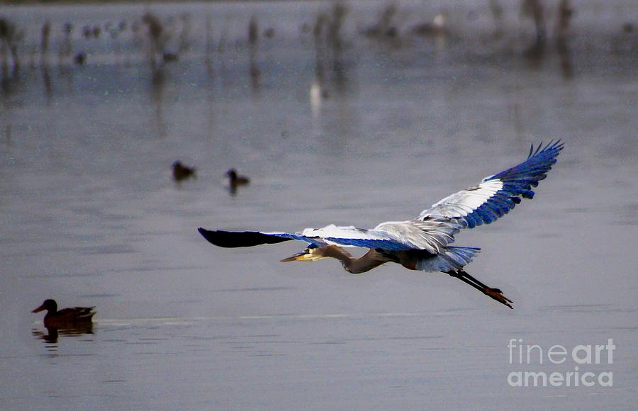 Blue Heron Flying  Photograph by John  Kolenberg