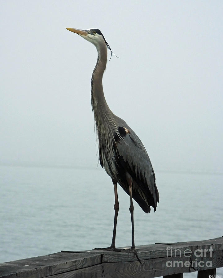 Blue Heron Fulton Harbor TX Photograph by Lizi Beard-Ward