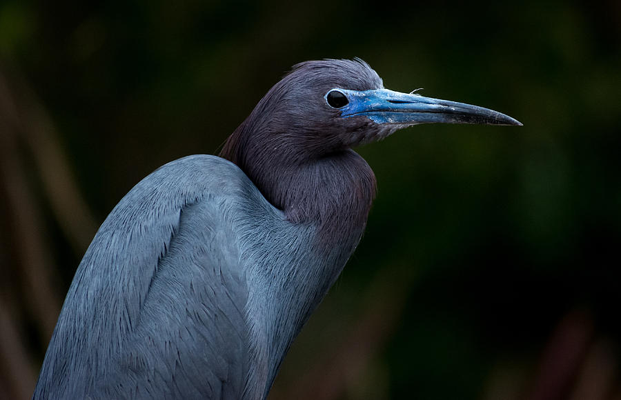 Heron Photograph - Blue Heron by Gabrielle Harrison