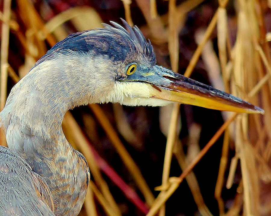 Blue Heron Gaze Photograph by Art By Ray - Fine Art America