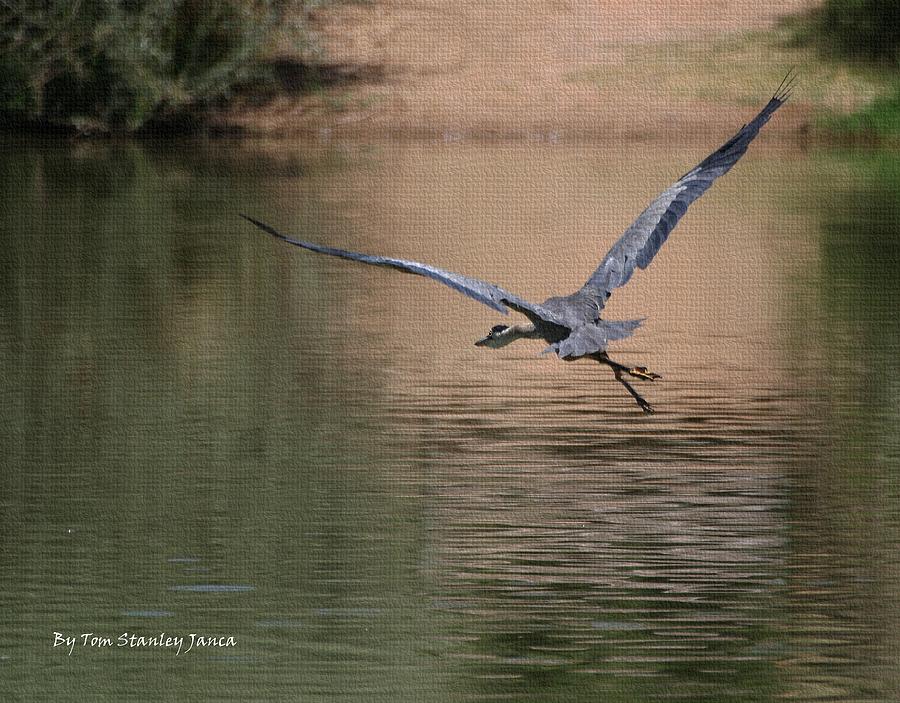 Blue Heron Has Wings Photograph by Tom Janca