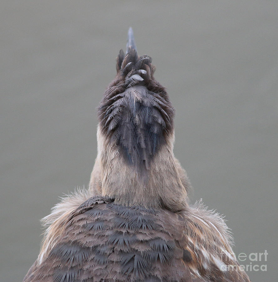 Blue Heron Head Photograph by Jack Schultz