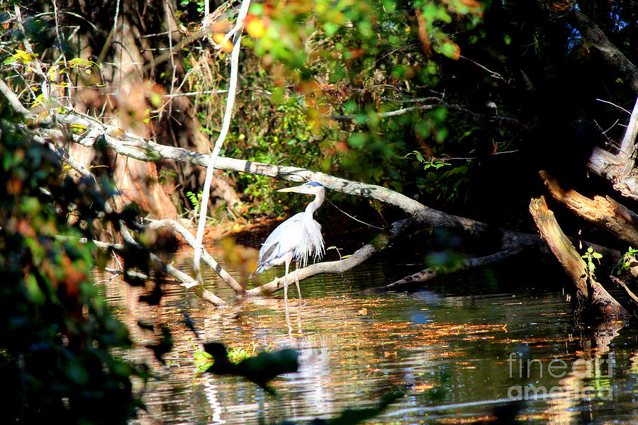 Blue Heron Hiding in the Corner Photograph by Kathy  White