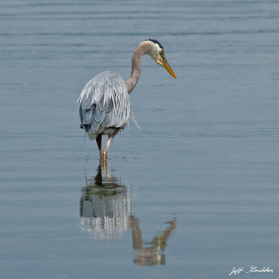 Heron Photograph - Blue Heron Hunting in Puget Sound by Jeff Goulden