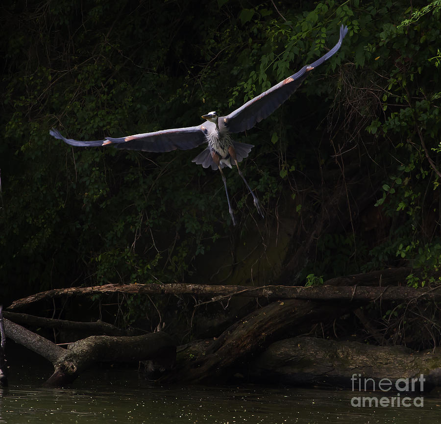 Blue Heron In Flight  #0059 Photograph by J L Woody Wooden