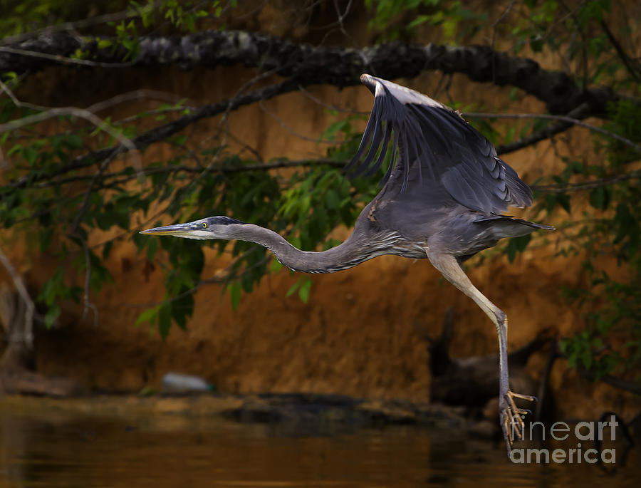 Blue Heron In Flight  #0408 Photograph by J L Woody Wooden