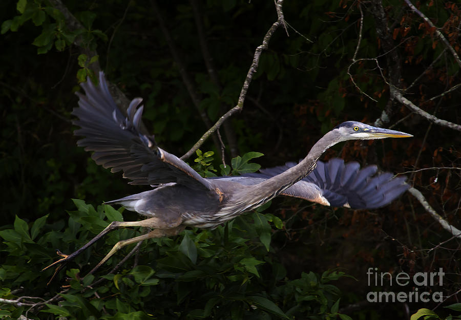 Blue Heron In Flight  #0457 Photograph by J L Woody Wooden