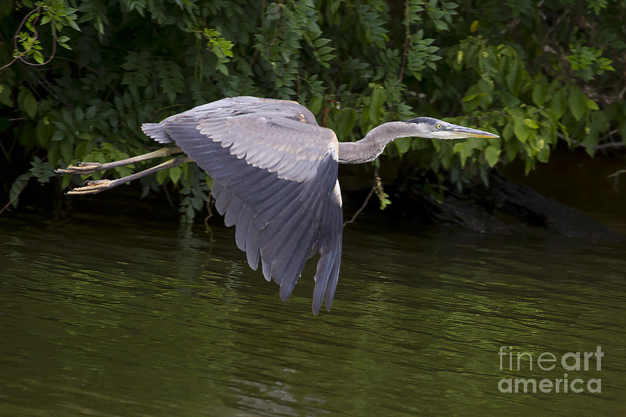 Blue Heron In Flight   #0466 Photograph by J L Woody Wooden
